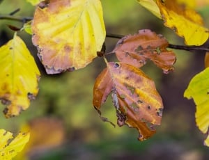 Autumn, Colorful, Fall Foliage, Leaves, leaf, close-up thumbnail