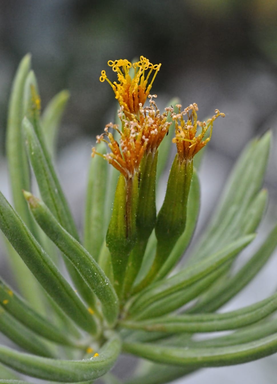 Kleinia Petraea, Flower, Plant, Kenya, plant, green color preview