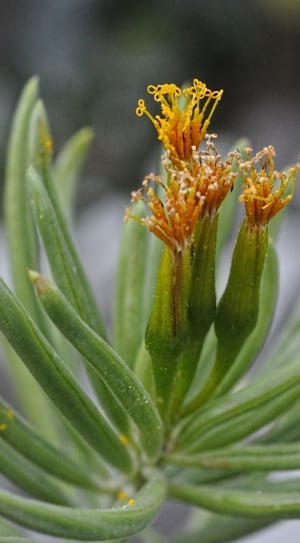 Kleinia Petraea, Flower, Plant, Kenya, plant, green color thumbnail