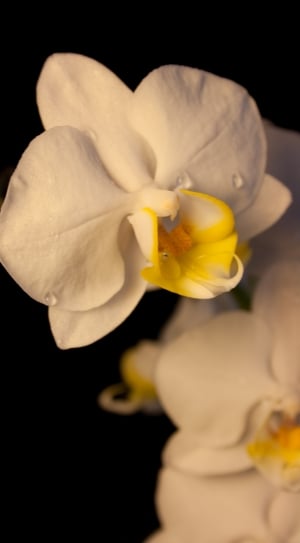 white and yellow moth orchids thumbnail