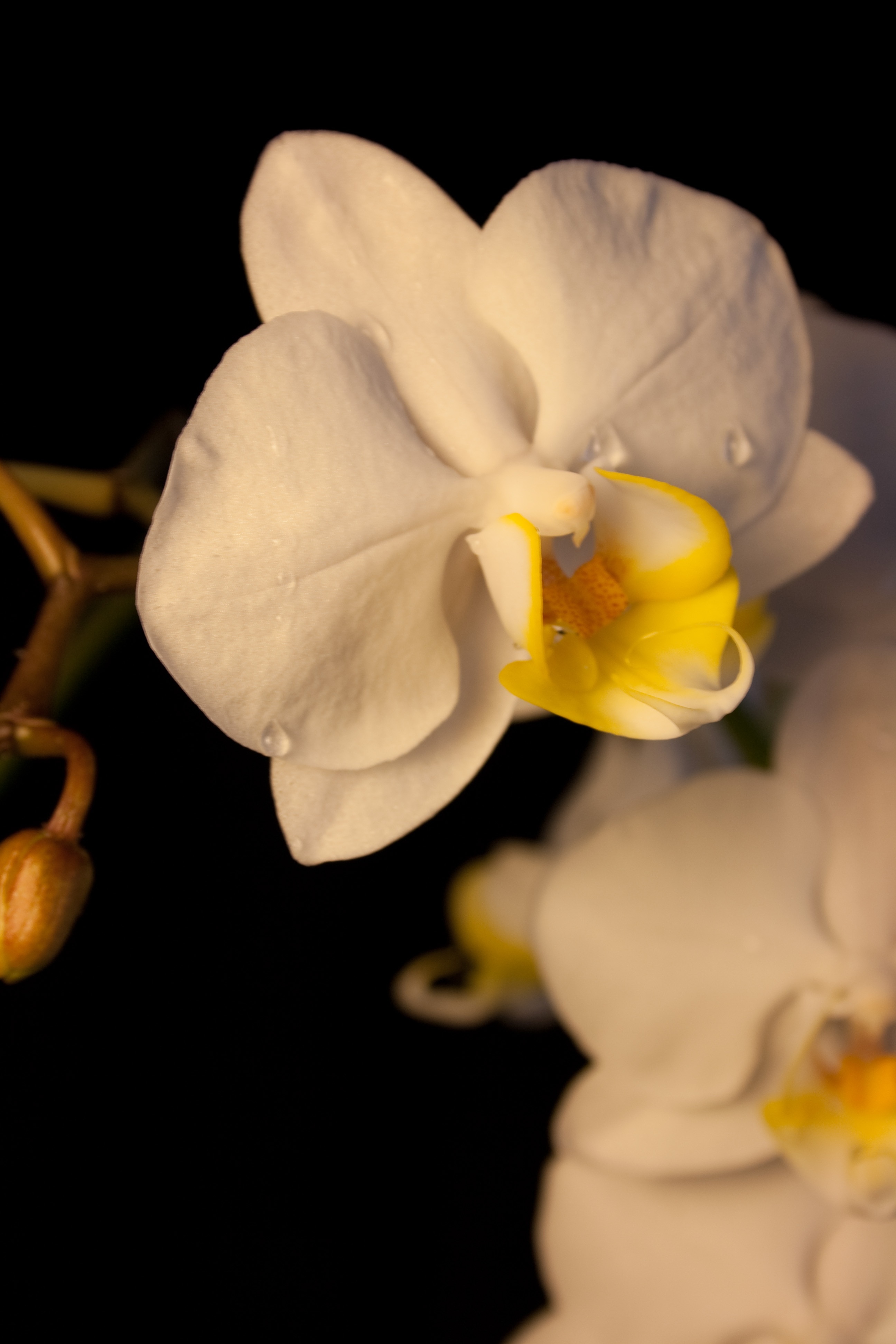 white and yellow moth orchids