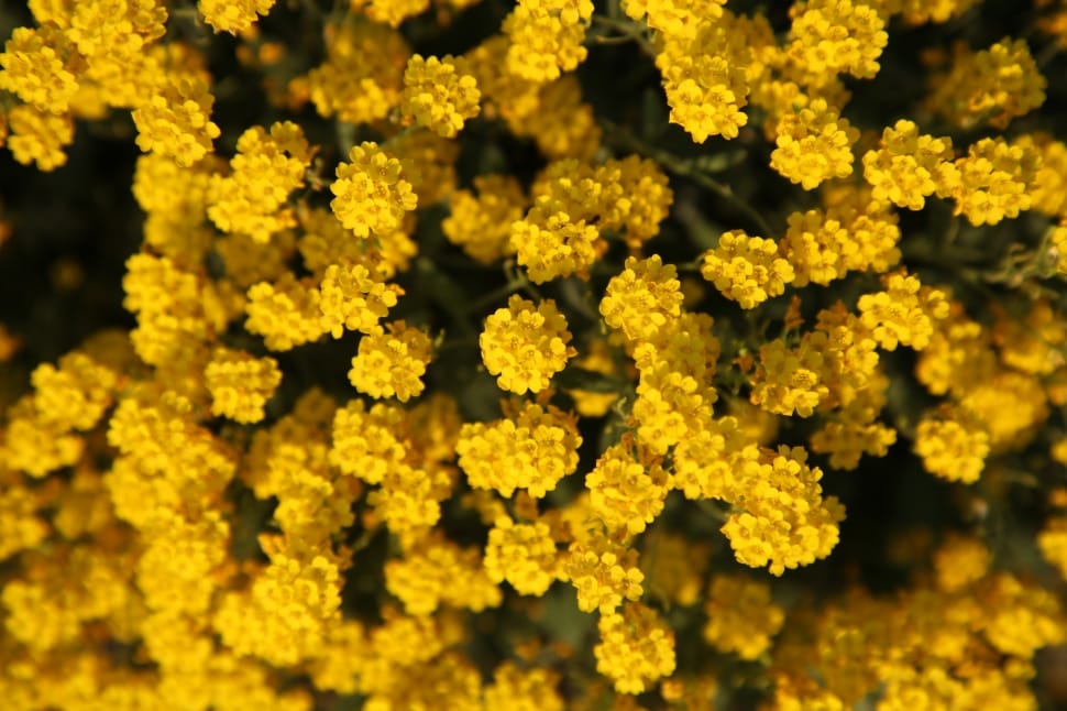 yellow multi petaled flowers preview