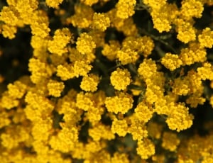 yellow multi petaled flowers thumbnail