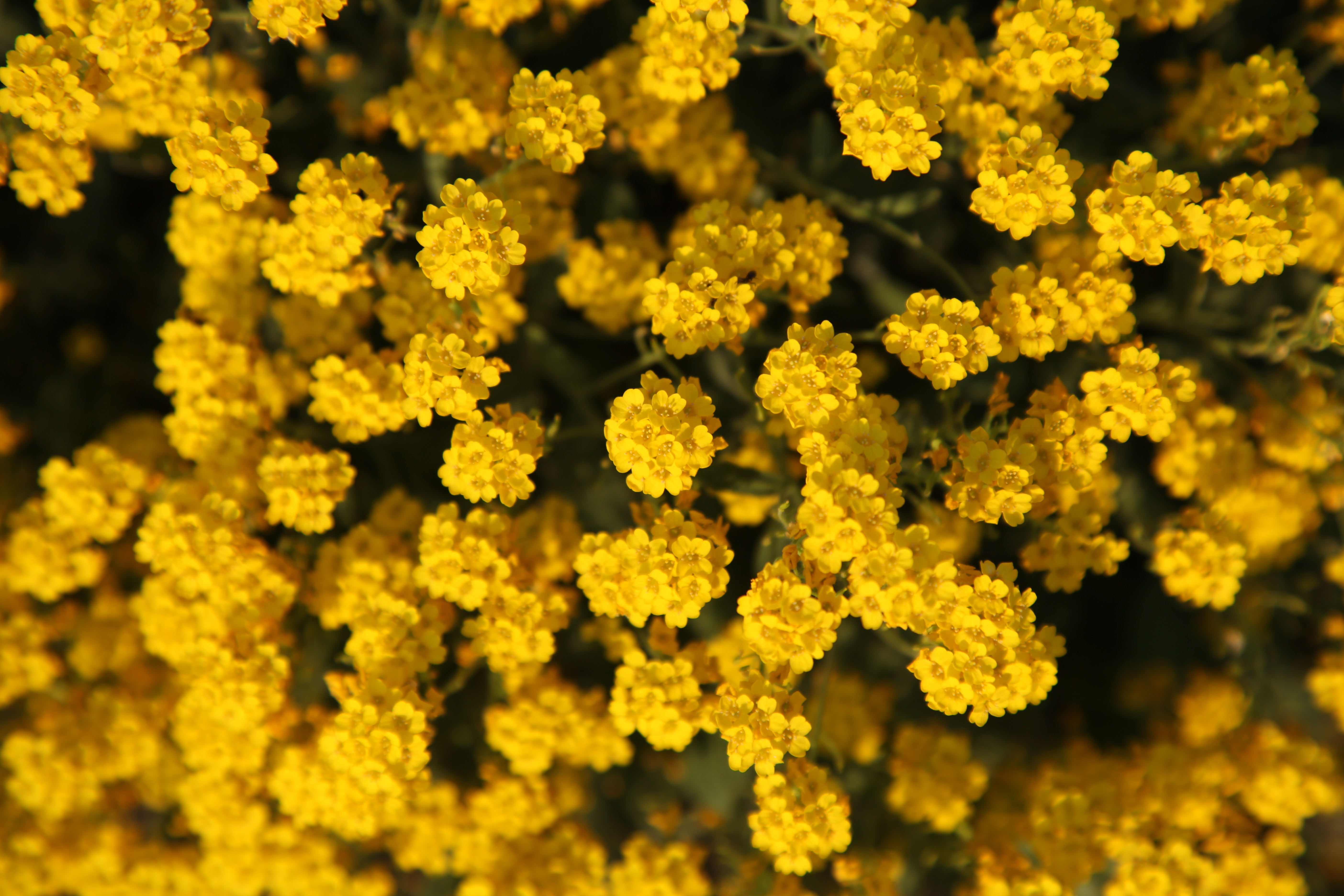 yellow multi petaled flowers