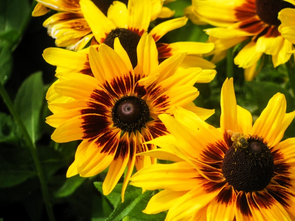yellow and brown sunflower preview