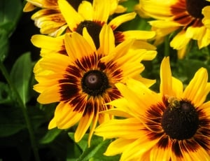 yellow and brown sunflower thumbnail