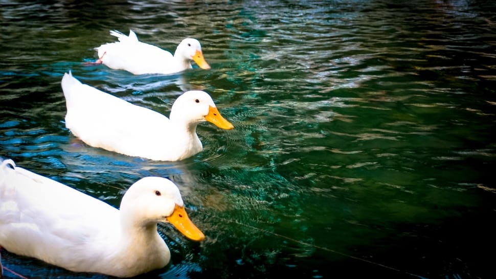 3 white and yellow beak ducks preview