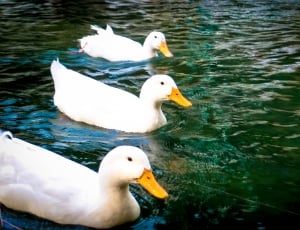 3 white and yellow beak ducks thumbnail