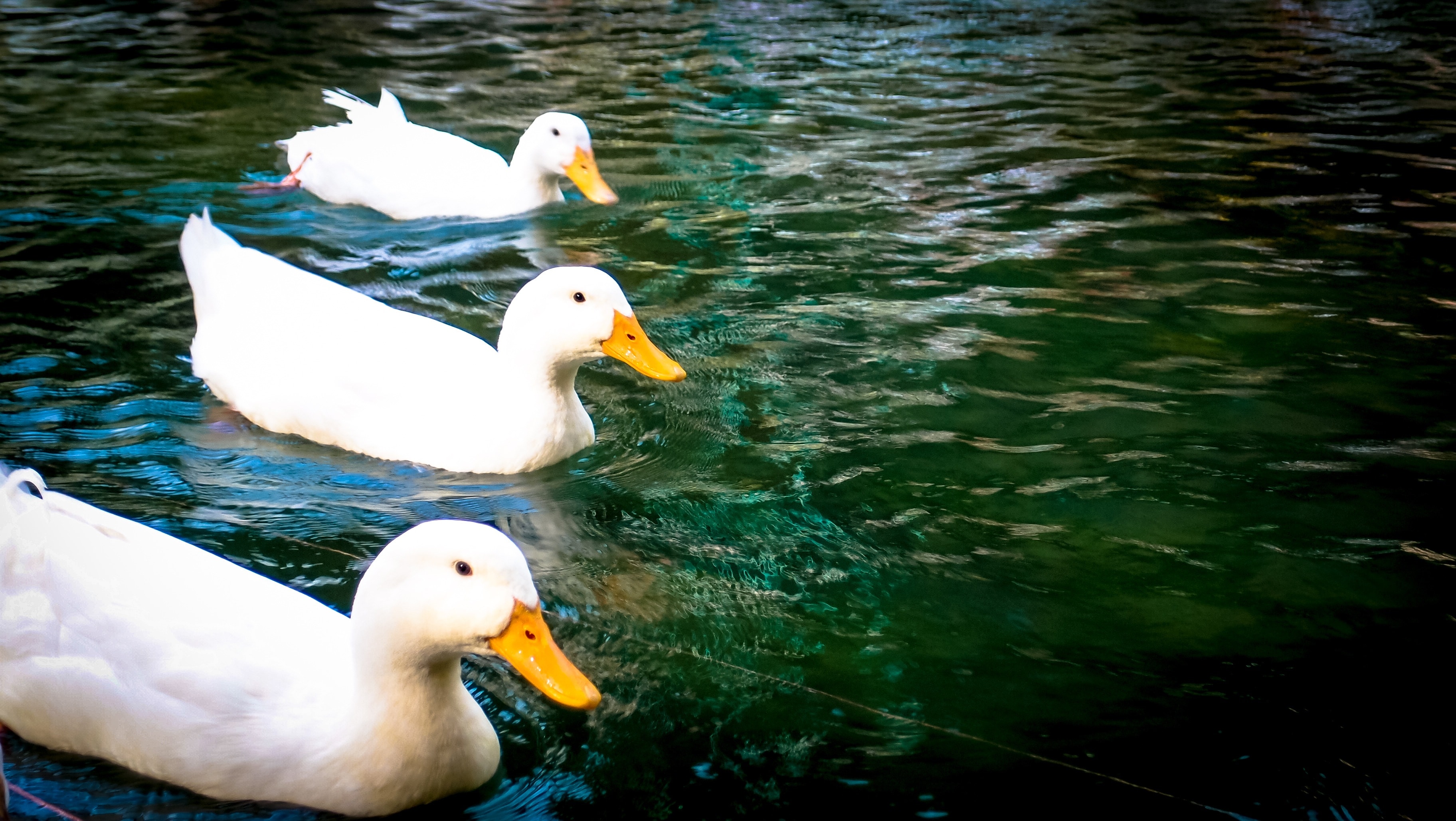 3 white and yellow beak ducks