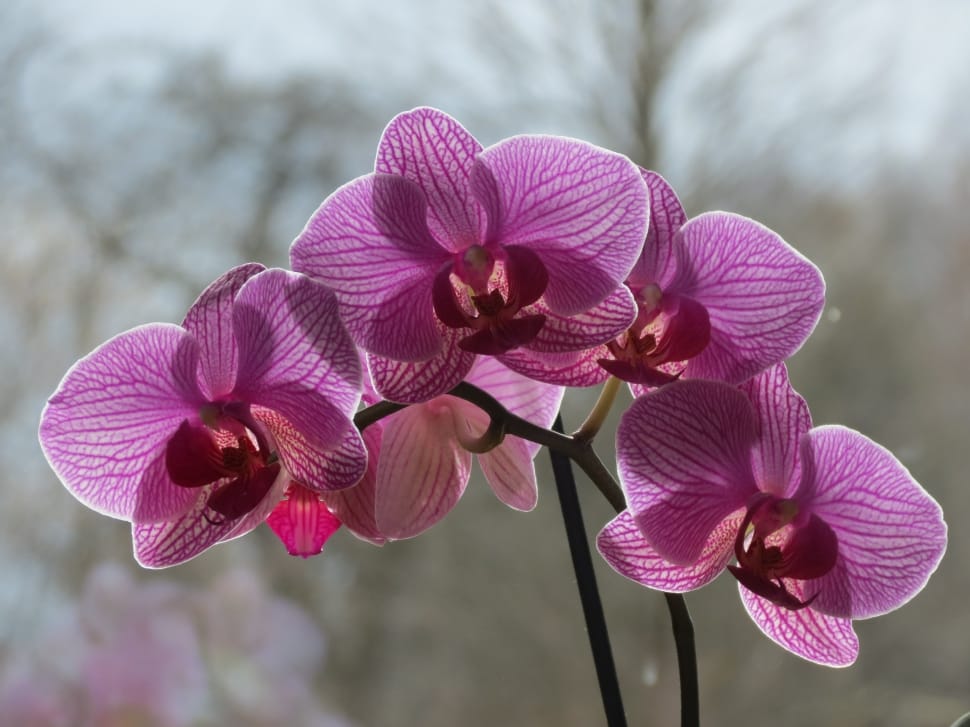 purple moth orchids preview
