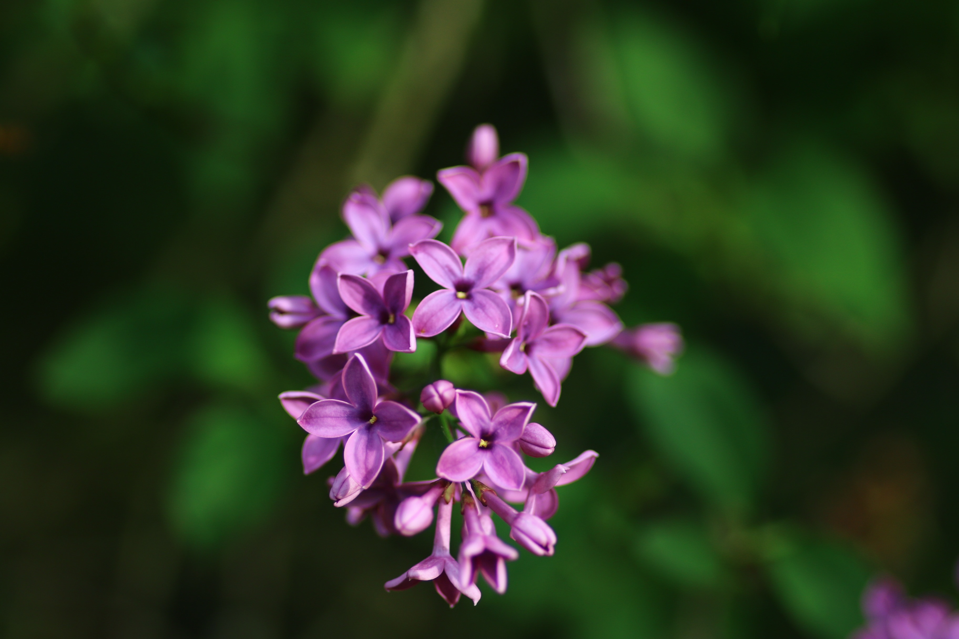 purple petal flower