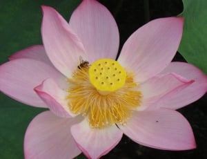 yellow and pink petal flower thumbnail