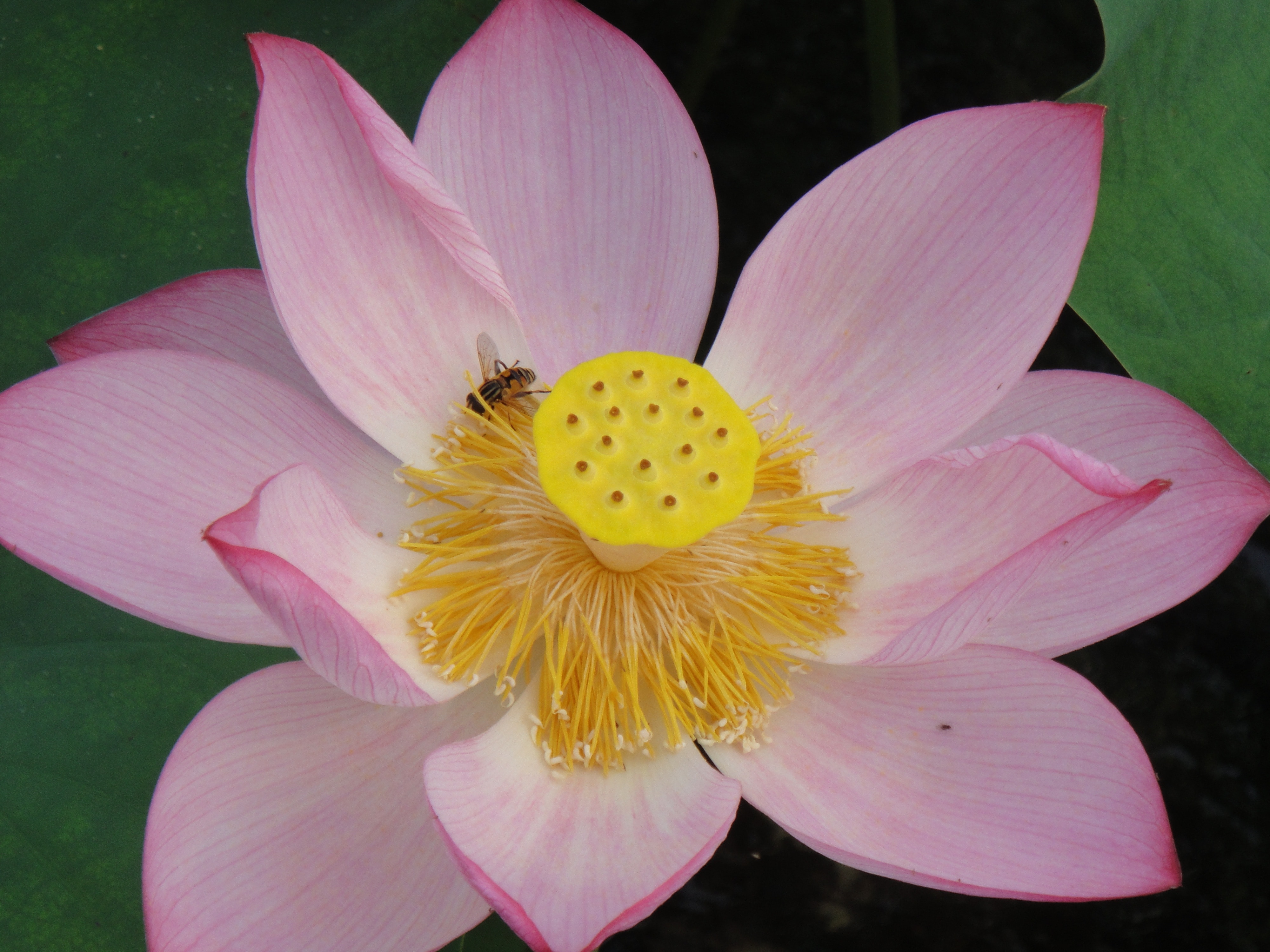 yellow and pink petal flower