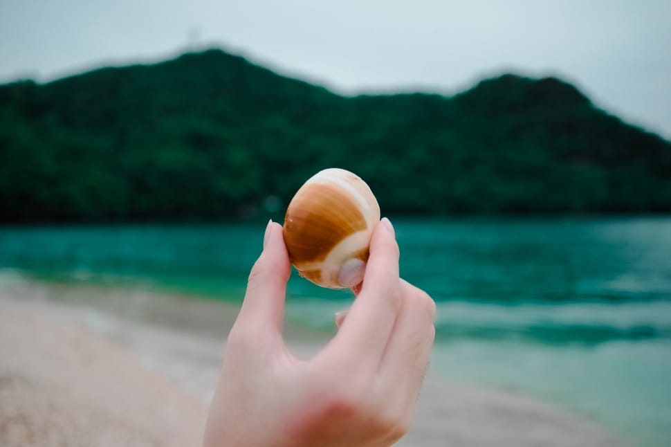 person holding seashell during daytime preview