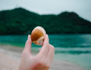 person holding seashell during daytime thumbnail