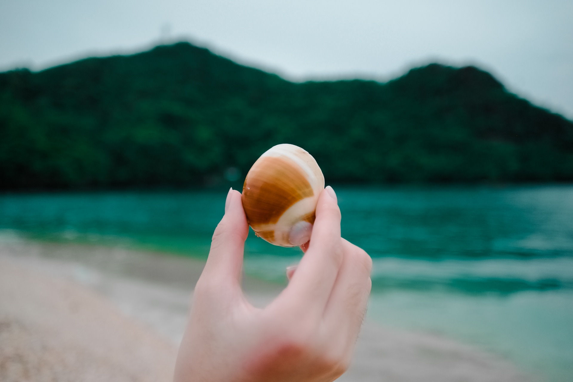 person holding seashell during daytime