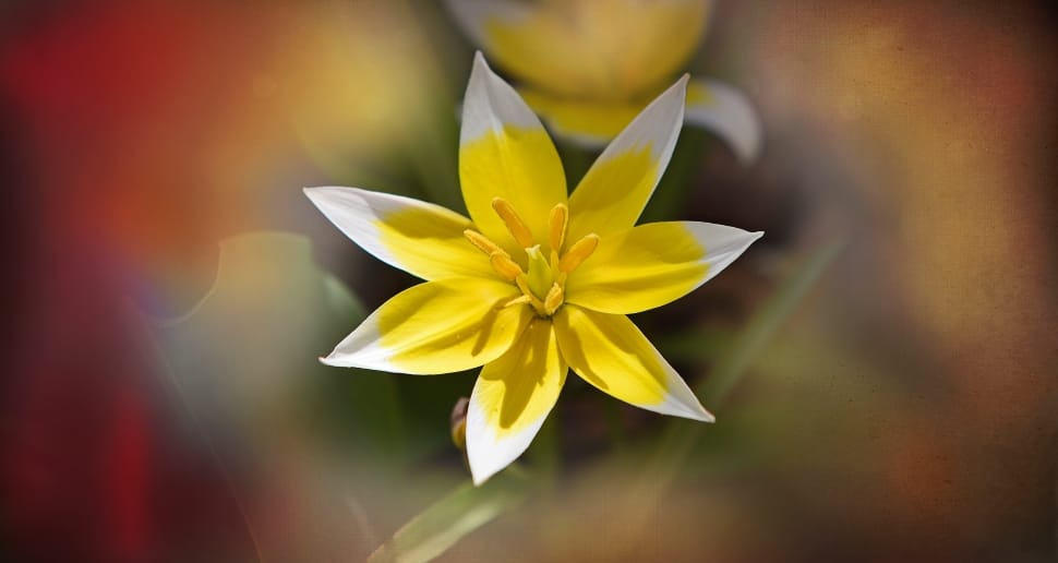 yellow and white flower preview