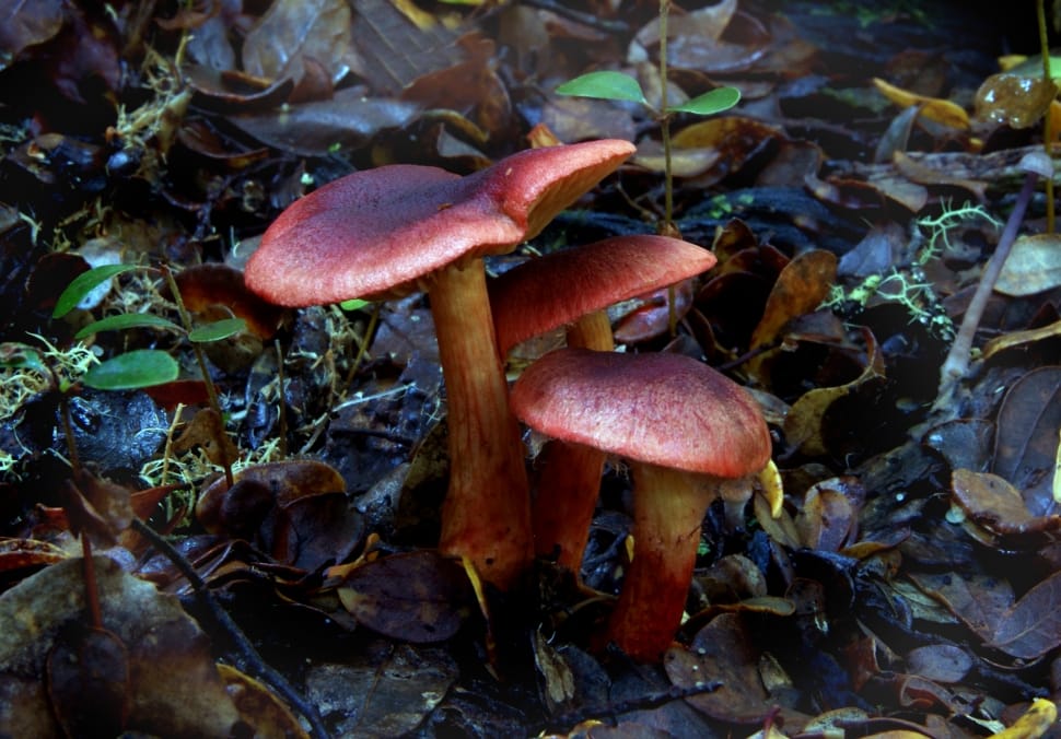 Cortinarius semisanguineus, mushroom preview