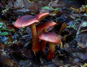 Cortinarius semisanguineus, mushroom thumbnail