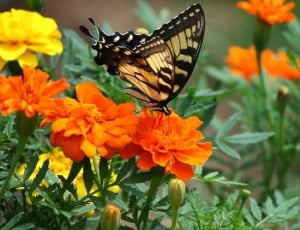 black and yellow monarch butterfly drinking nectar on orange petaled flower thumbnail