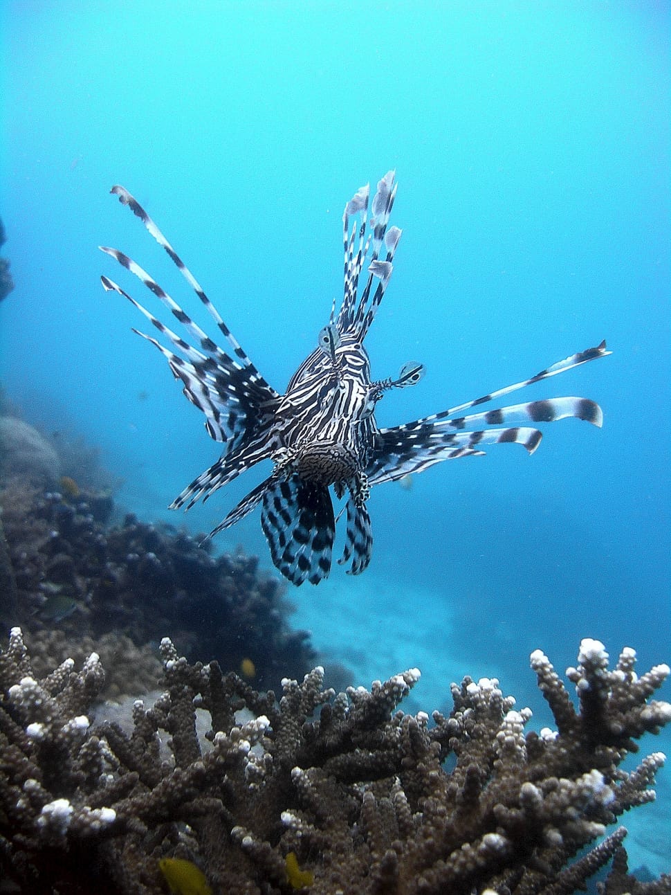 white and black lionfish preview