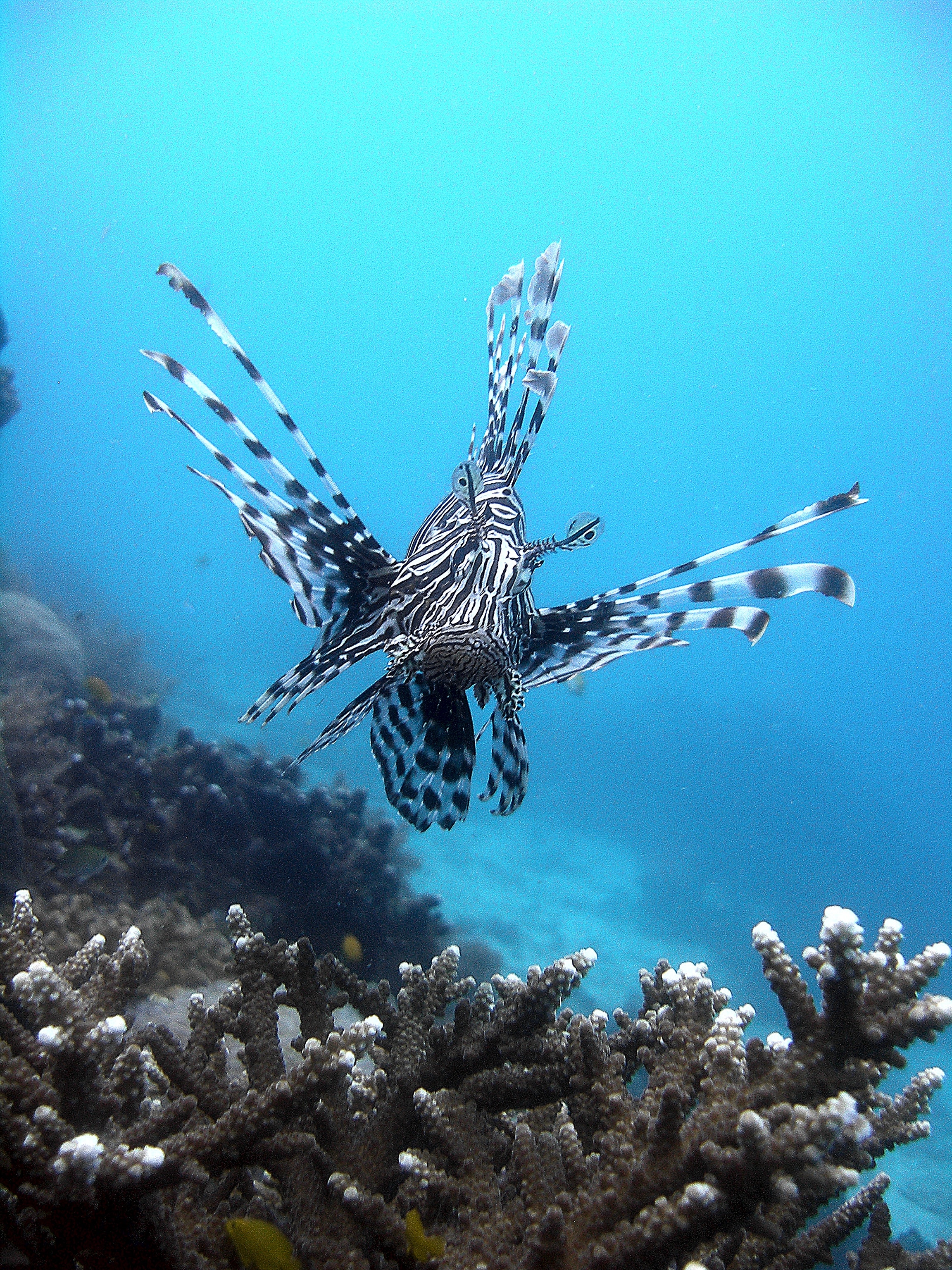 white and black lionfish