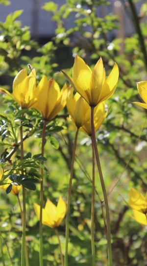 yellow lilies thumbnail