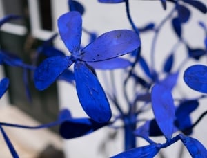 blue 4 petaled flower thumbnail