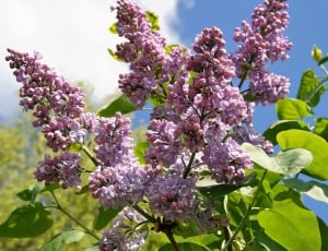 Twig, Lilac, Purple, Flower, Without, purple, flower thumbnail