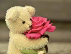 brown bear plush toy and pink rose thumbnail