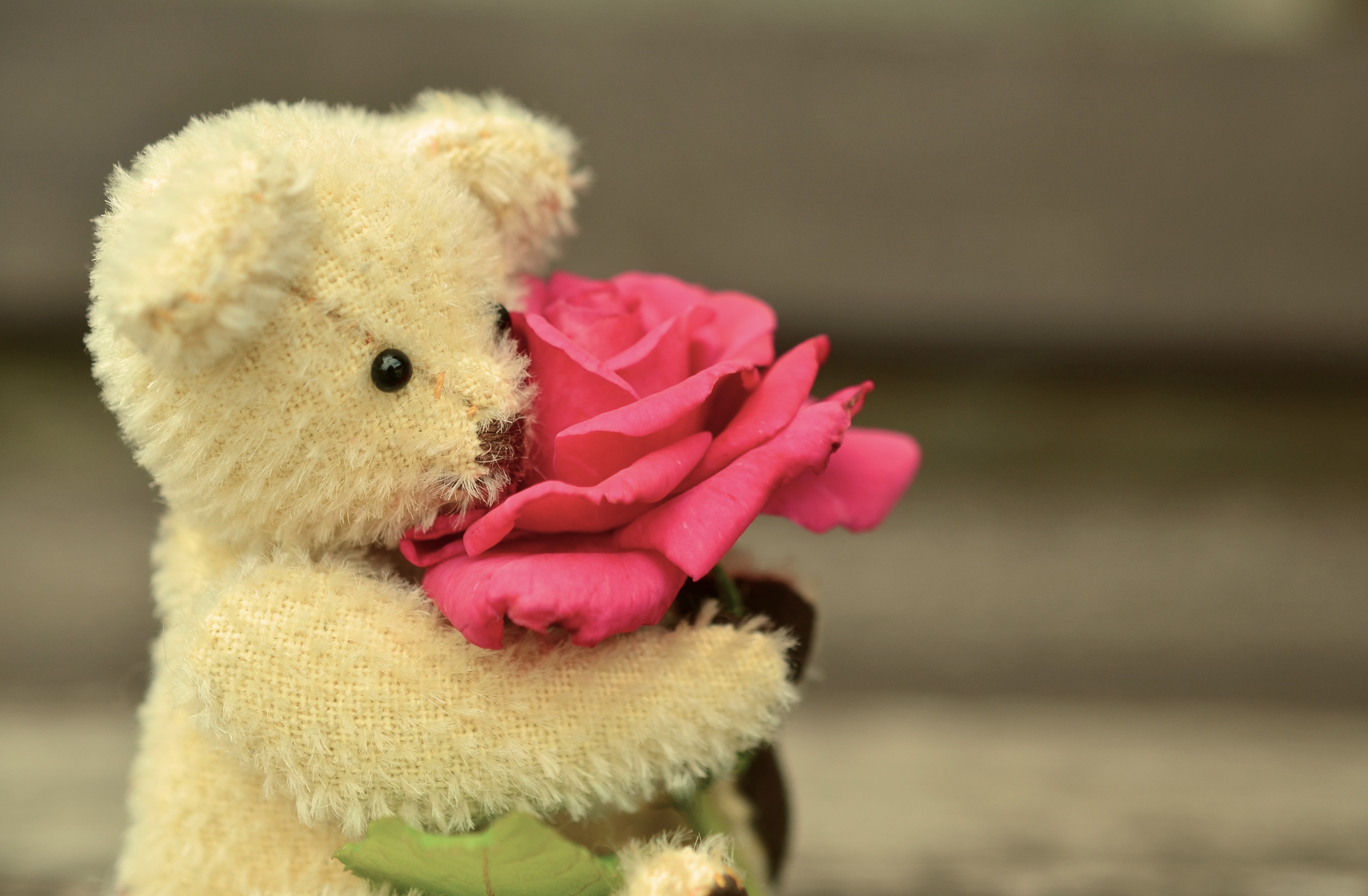 brown bear plush toy and pink rose