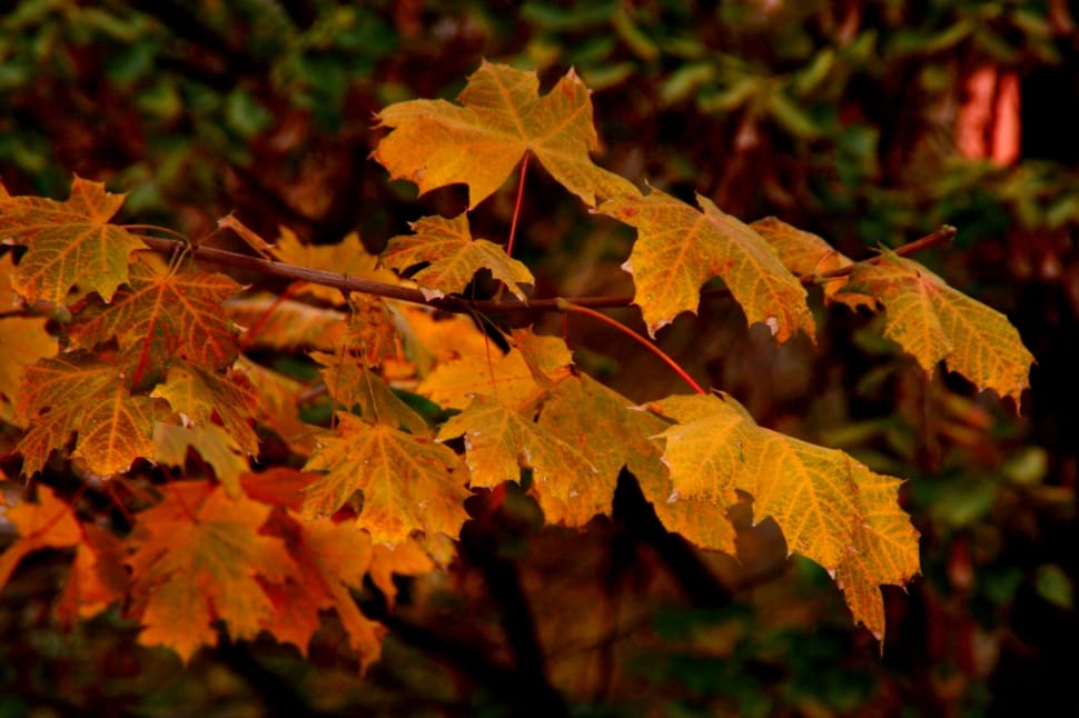 Leaves, Tree, Autumn, Yellow, autumn, leaf preview