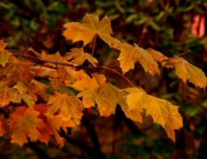 Leaves, Tree, Autumn, Yellow, autumn, leaf thumbnail