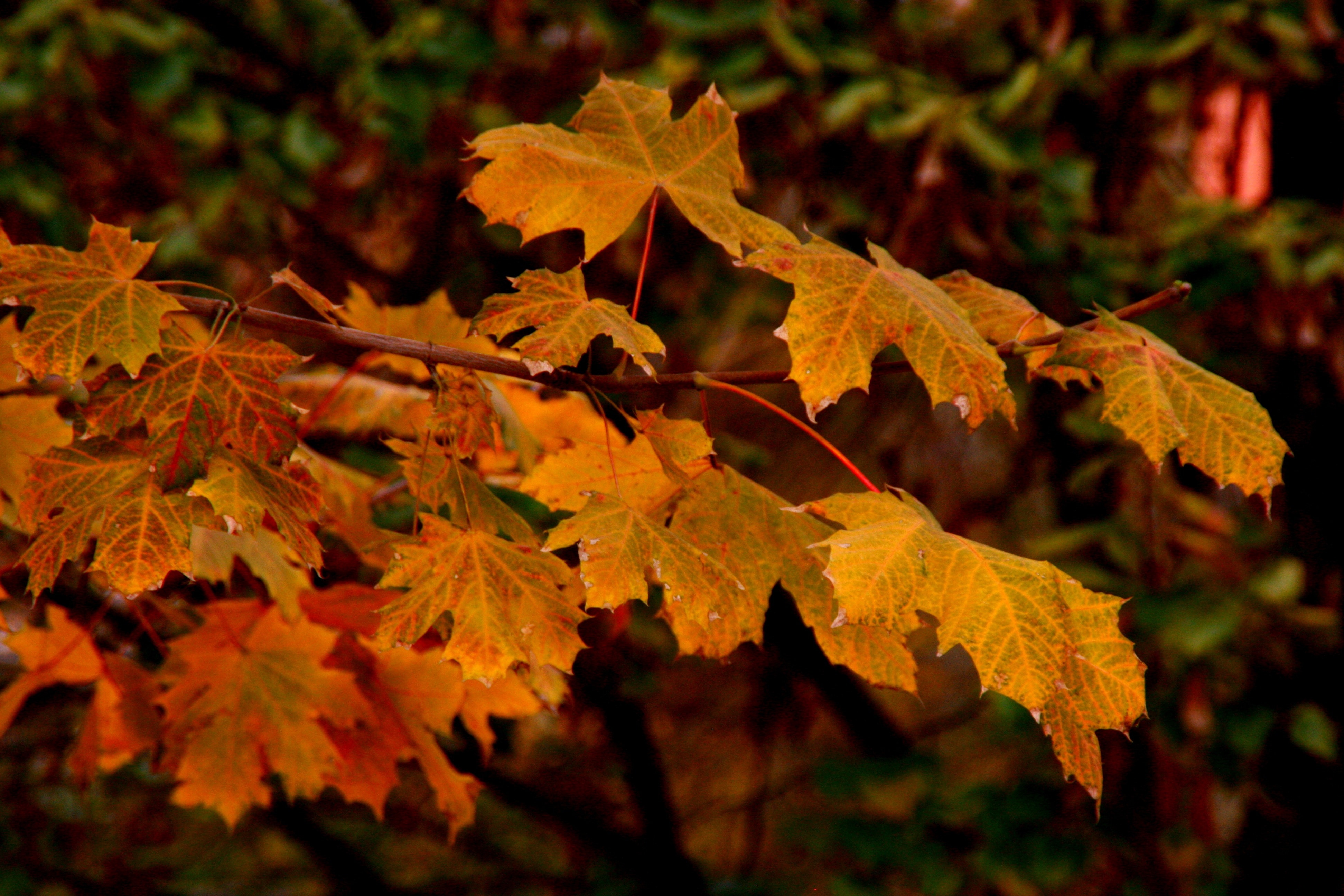 Leaves, Tree, Autumn, Yellow, autumn, leaf