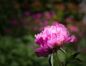 pink petal flower thumbnail