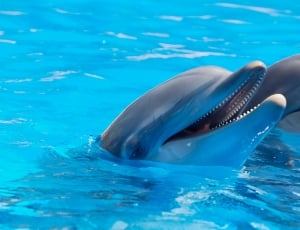 two gray dolphins thumbnail