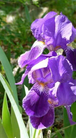 Spring, Nature, Iris, Garden, Flower, purple, flower thumbnail