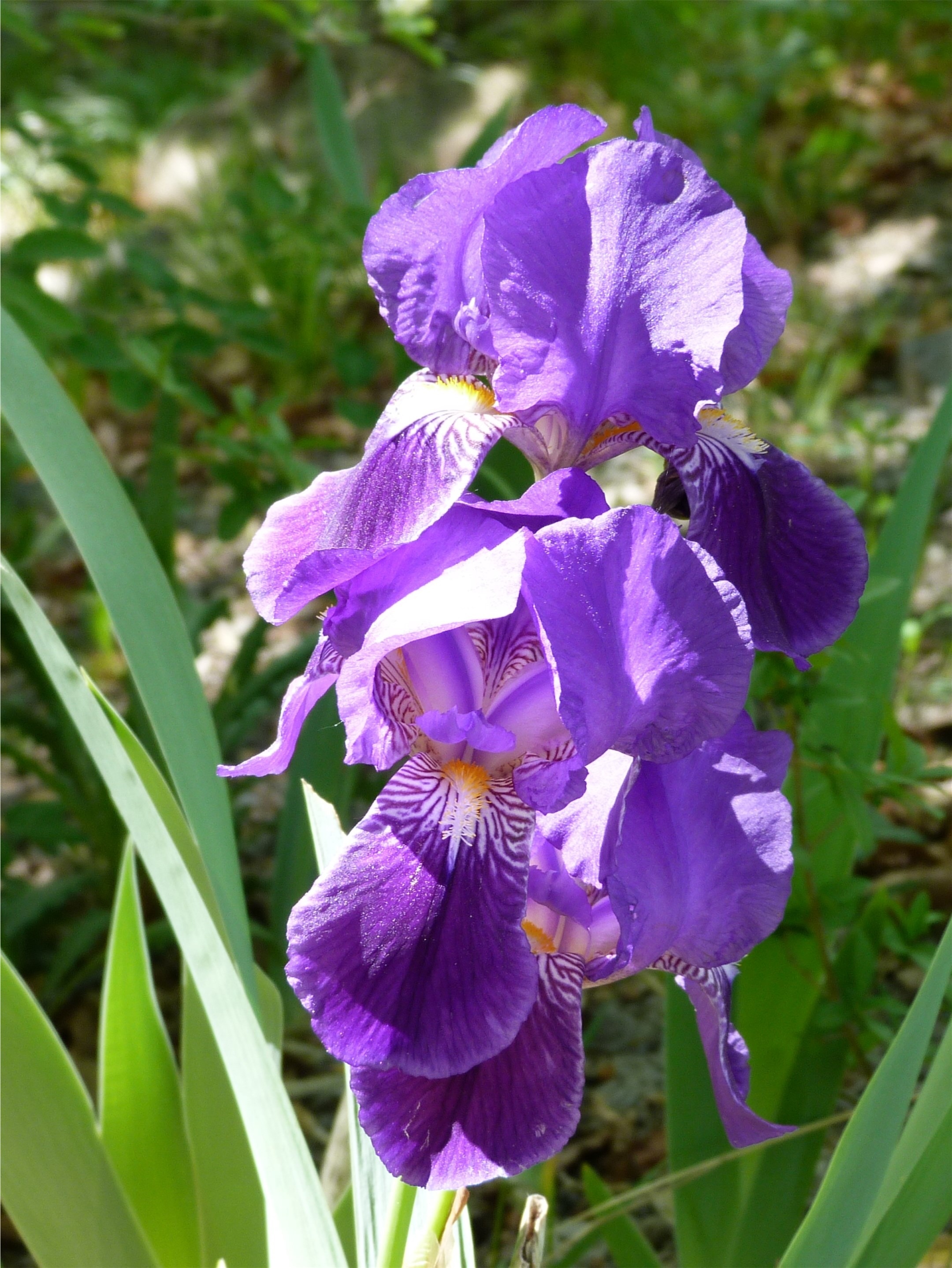 Spring, Nature, Iris, Garden, Flower, purple, flower
