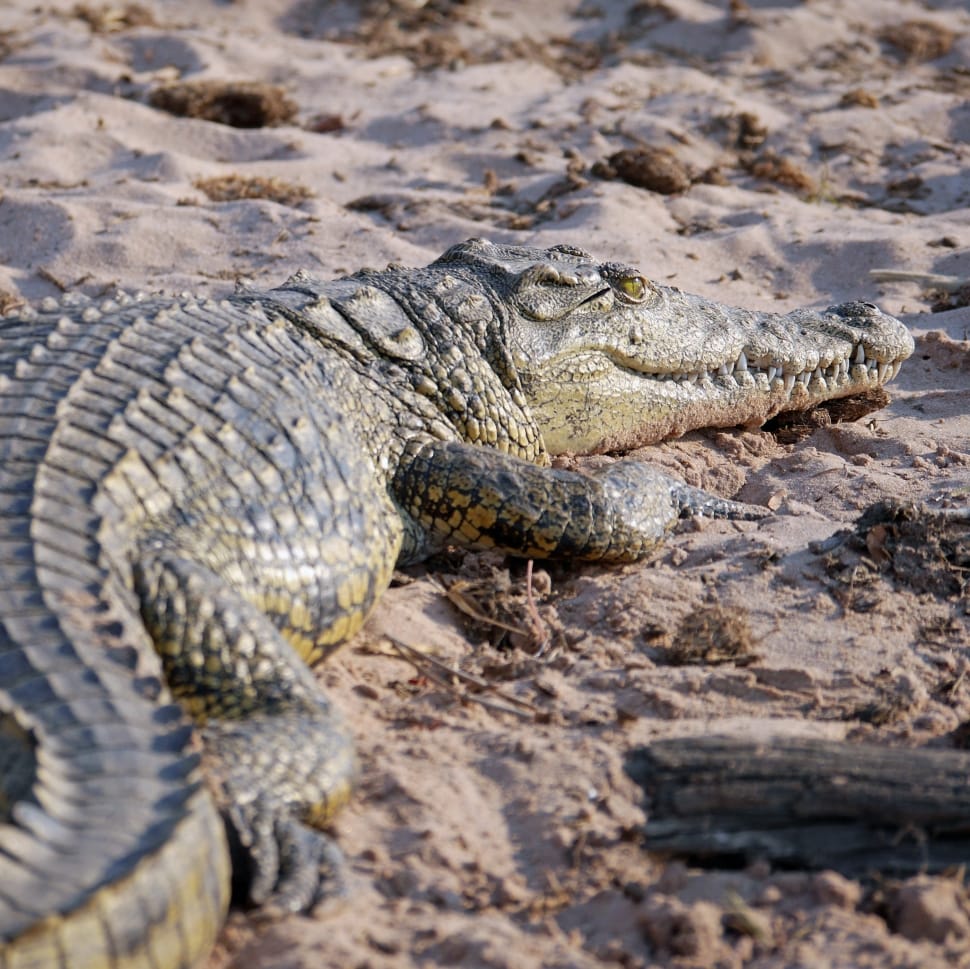 Dangerous, Africa, Botswana, Crocodile, reptile, animals in the wild preview