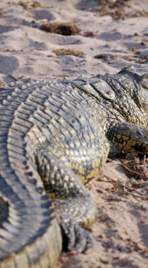 Dangerous, Africa, Botswana, Crocodile, reptile, animals in the wild thumbnail