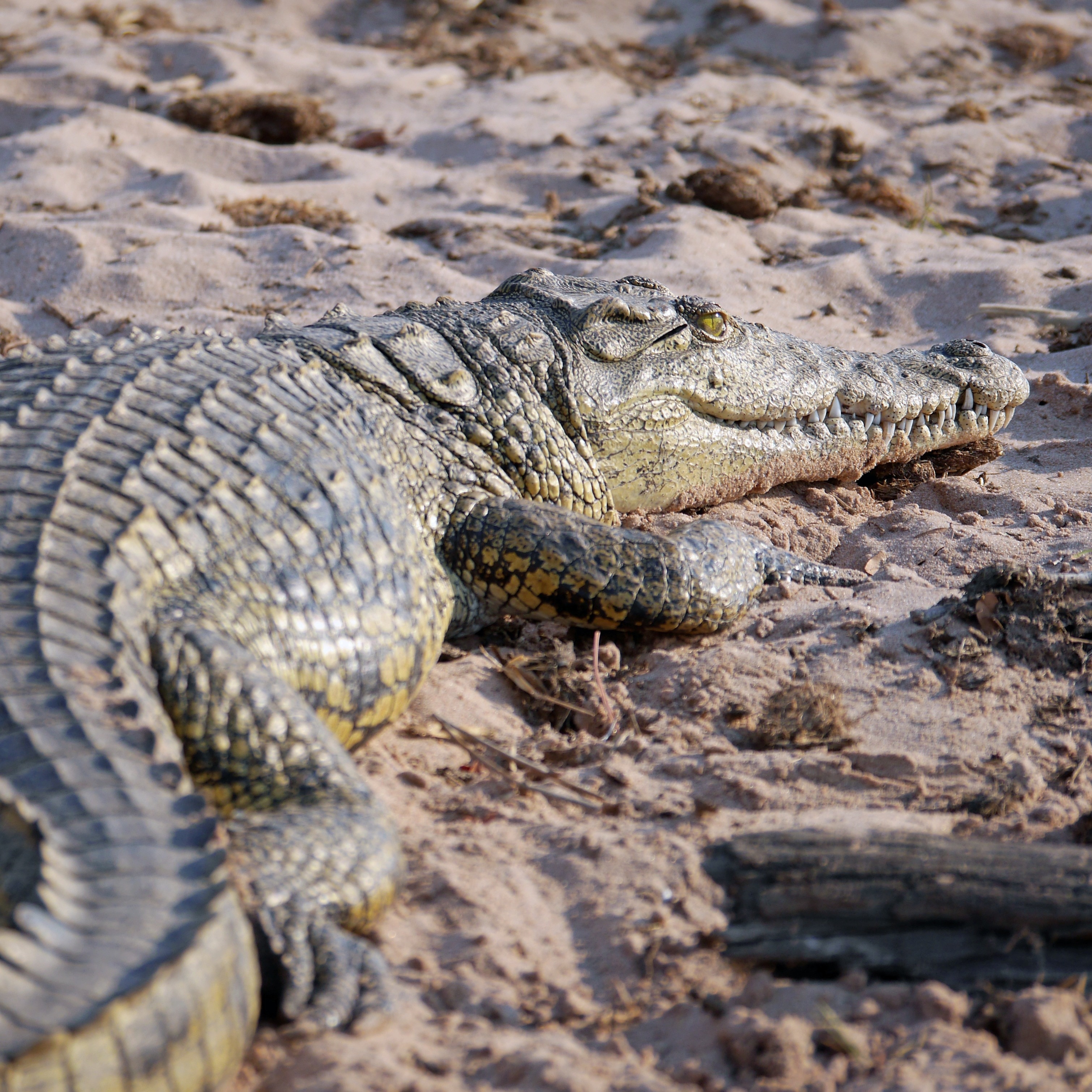 Dangerous, Africa, Botswana, Crocodile, reptile, animals in the wild