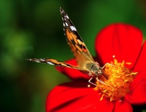 brown and black butterfly and red flower thumbnail