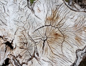 beige tree trunk thumbnail