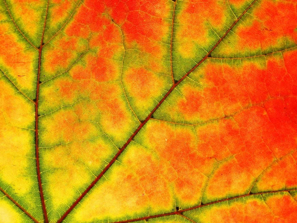 Sycamore, Nature, Leaf, Color, Tree, orange color, full frame preview