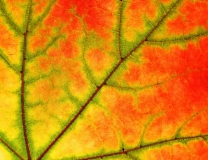 Sycamore, Nature, Leaf, Color, Tree, orange color, full frame thumbnail