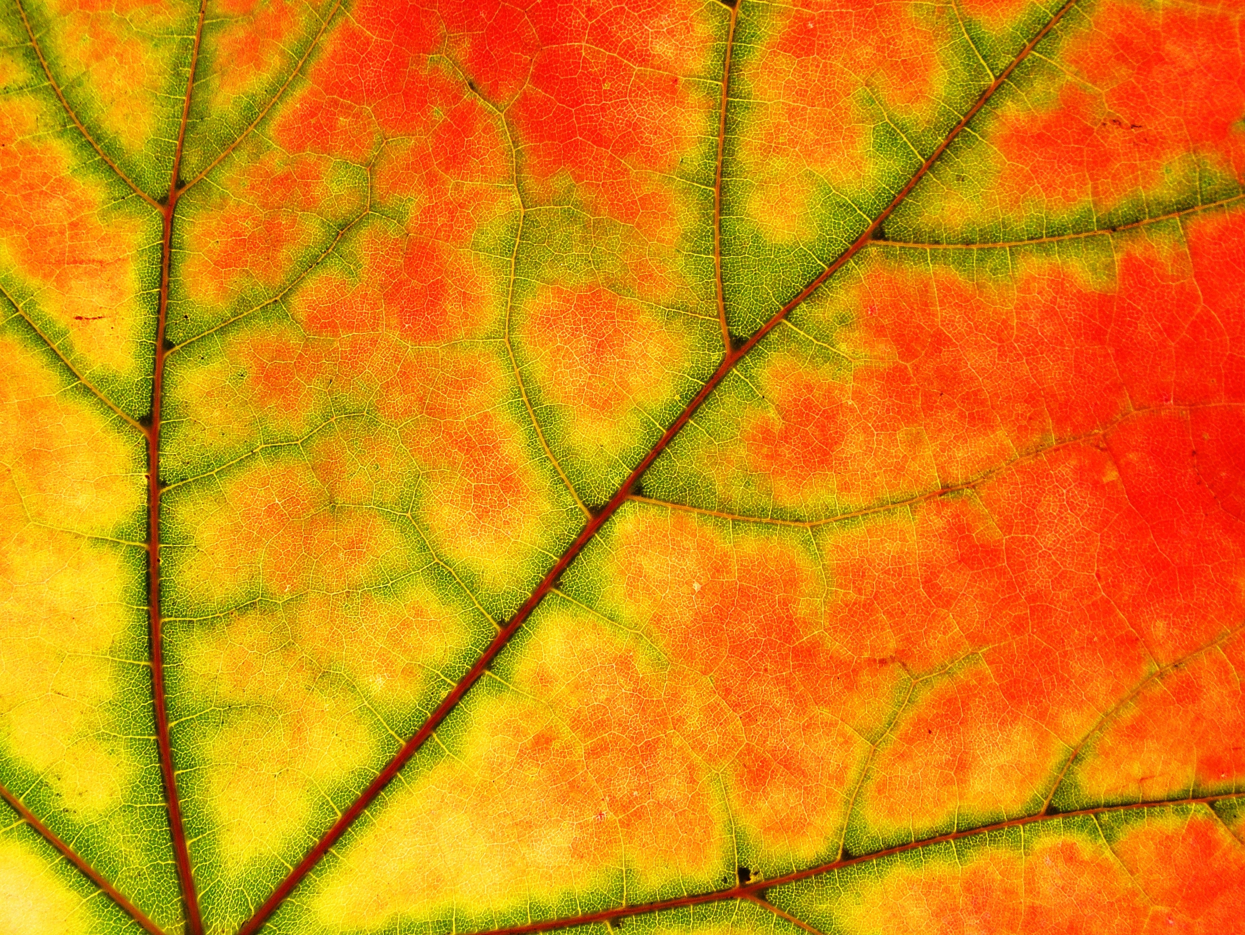 Sycamore, Nature, Leaf, Color, Tree, orange color, full frame
