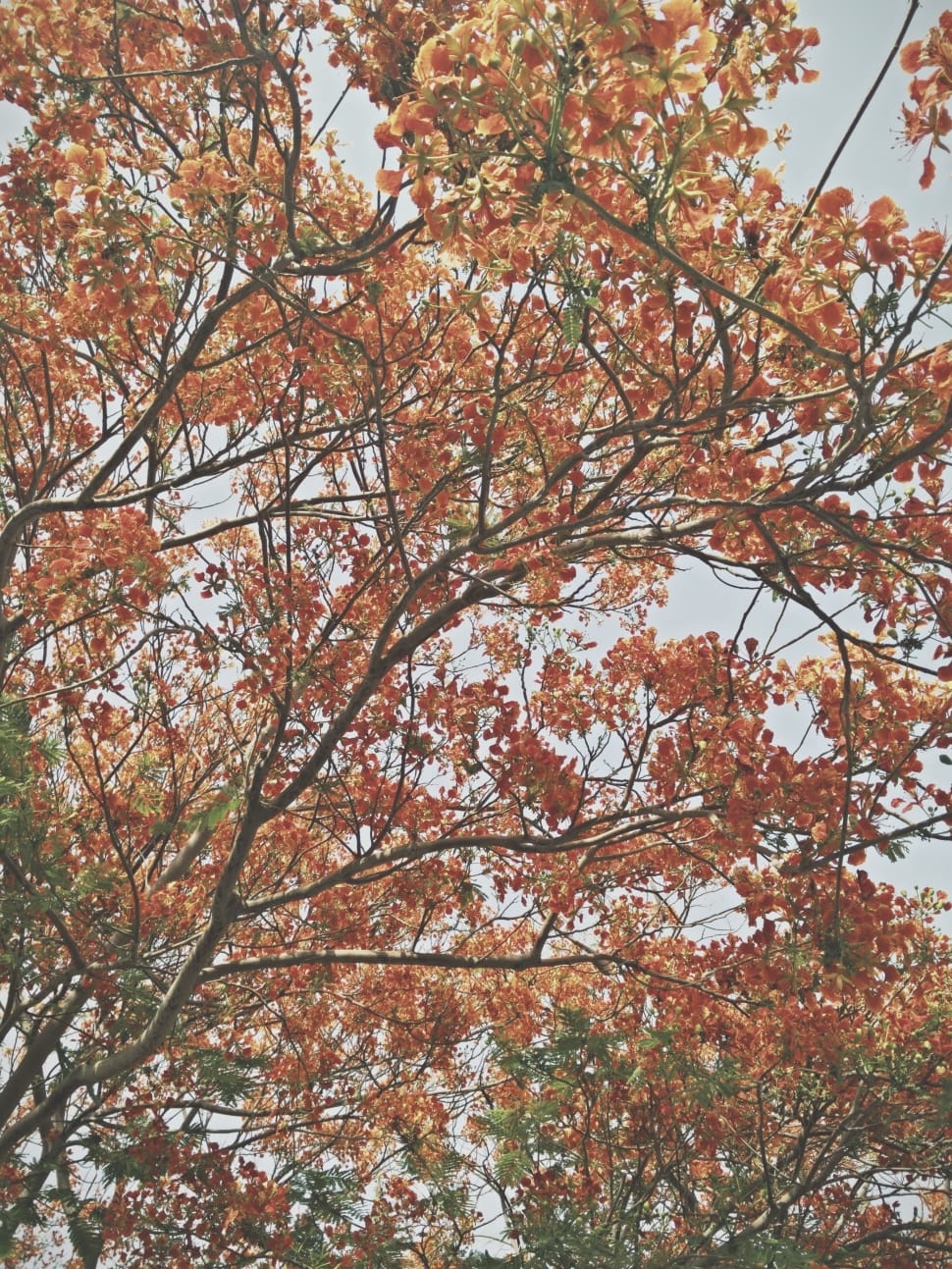 tree with orange and red leaves preview