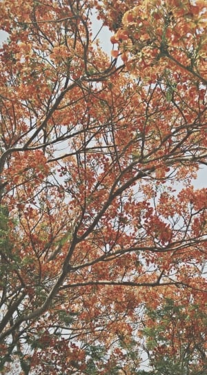 tree with orange and red leaves thumbnail