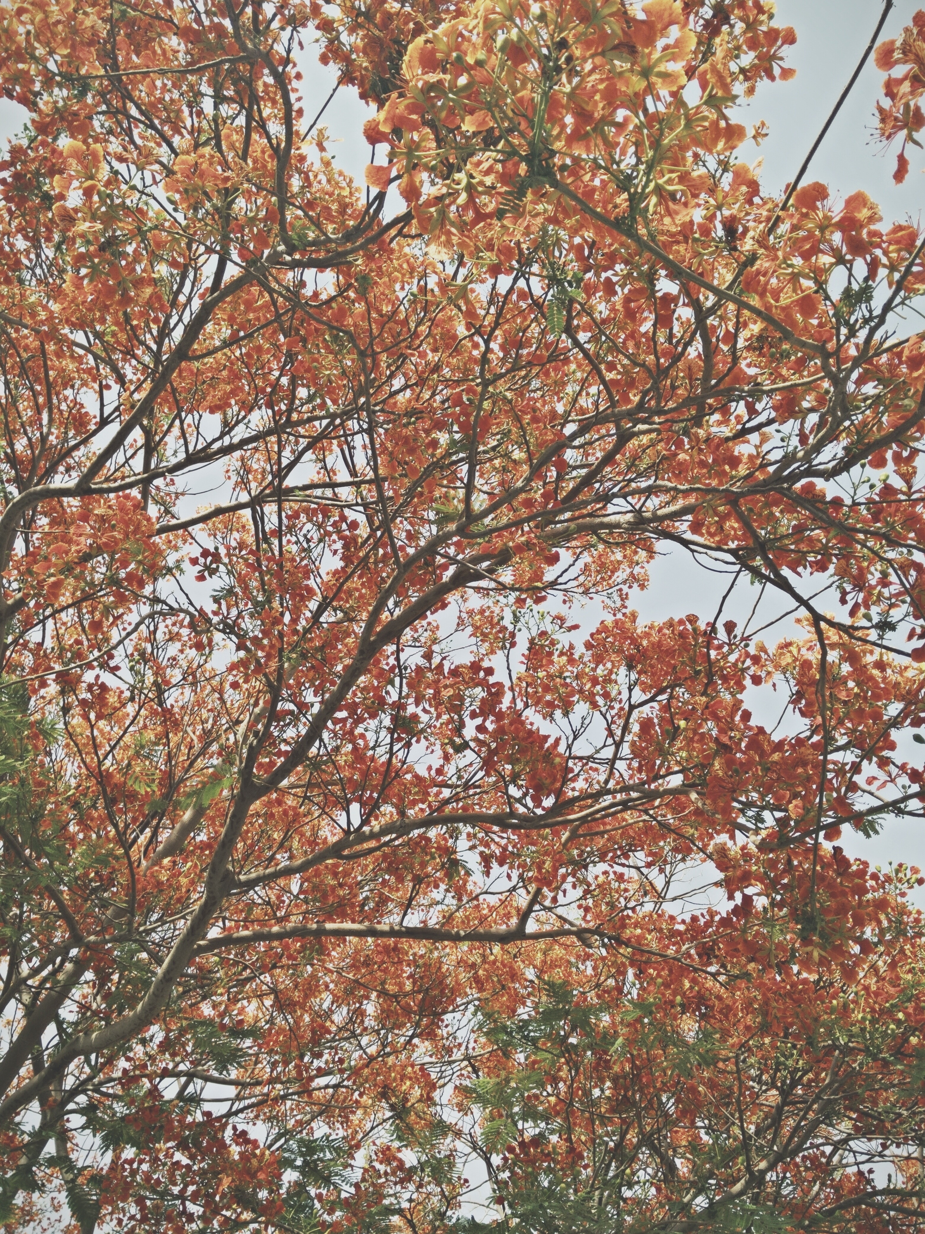 tree with orange and red leaves