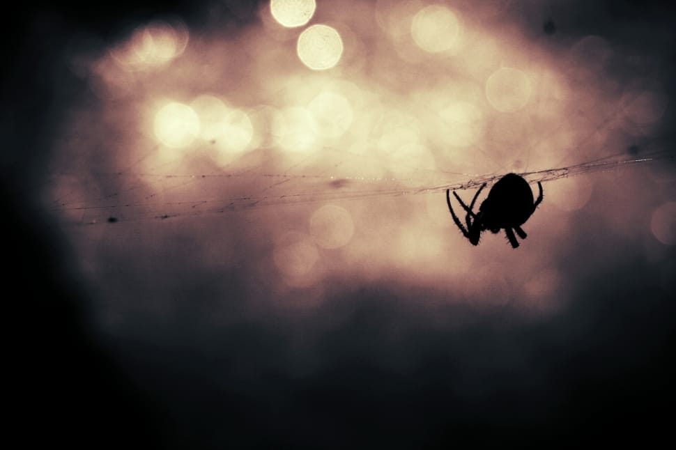 macro shot of spider during in web preview